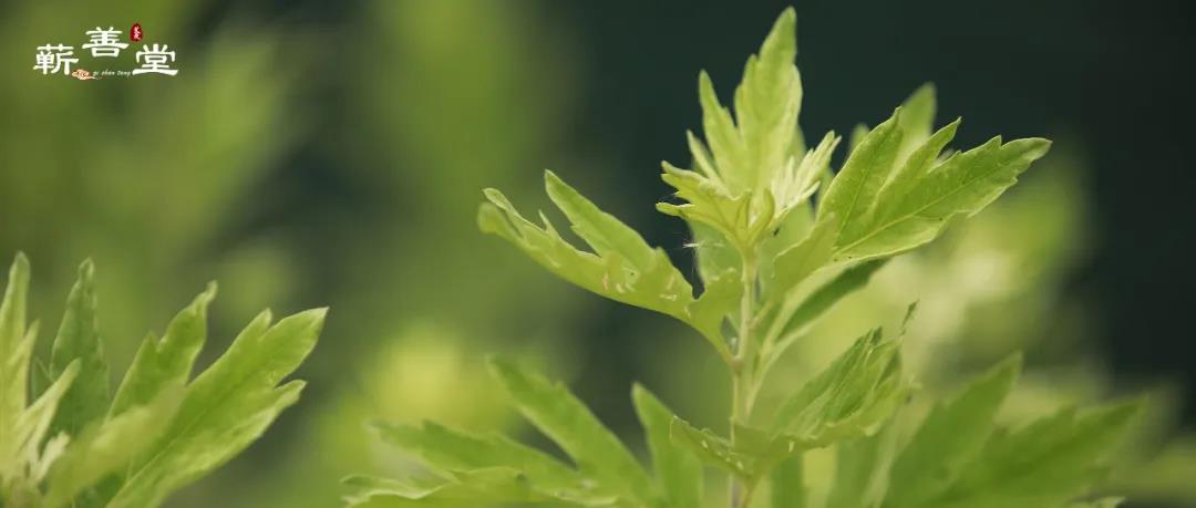 有一種艾，叫眾里尋她千百年