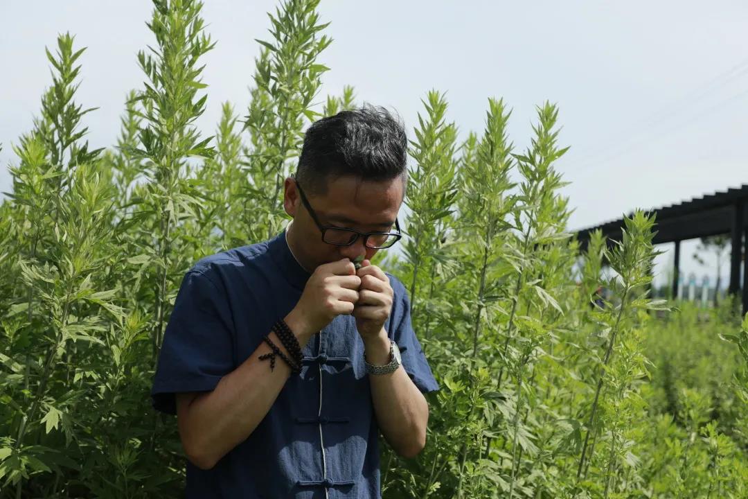 艾草怎么辨別真假，假蘄艾盛行，妙招教你輕松避雷！