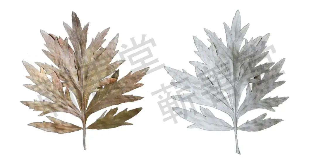 艾葉、艾條、艾灰都是寶，艾草全用清單