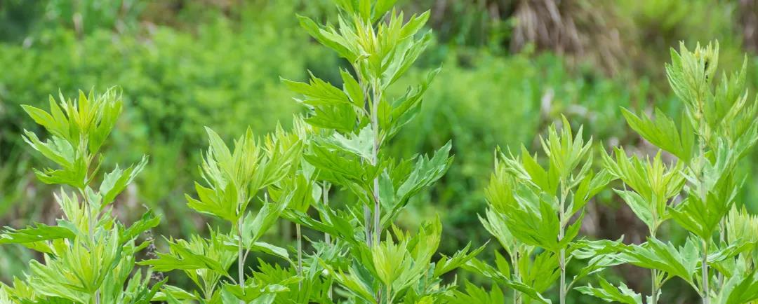 疫情反復切莫輕視，居家艾灸防疫，助您健康過(guò)年！